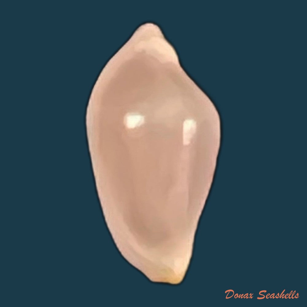 copia-de-cuspivolva-cuspis-c-n-cate-1973-7-8mm
