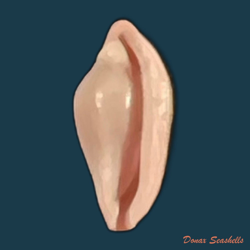 copia-de-cuspivolva-cuspis-c-n-cate-1973-7-8mm