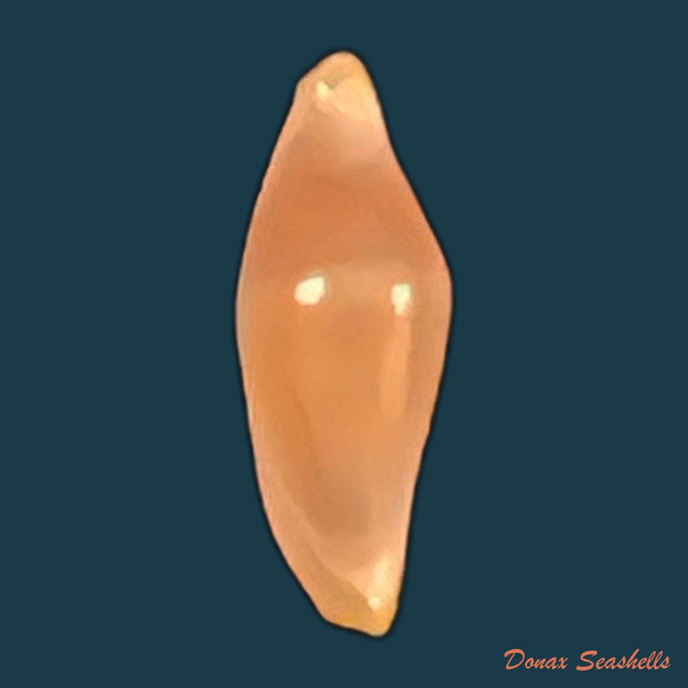 copia-de-cuspivolva-cuspis-c-n-cate-1973-9-6mm