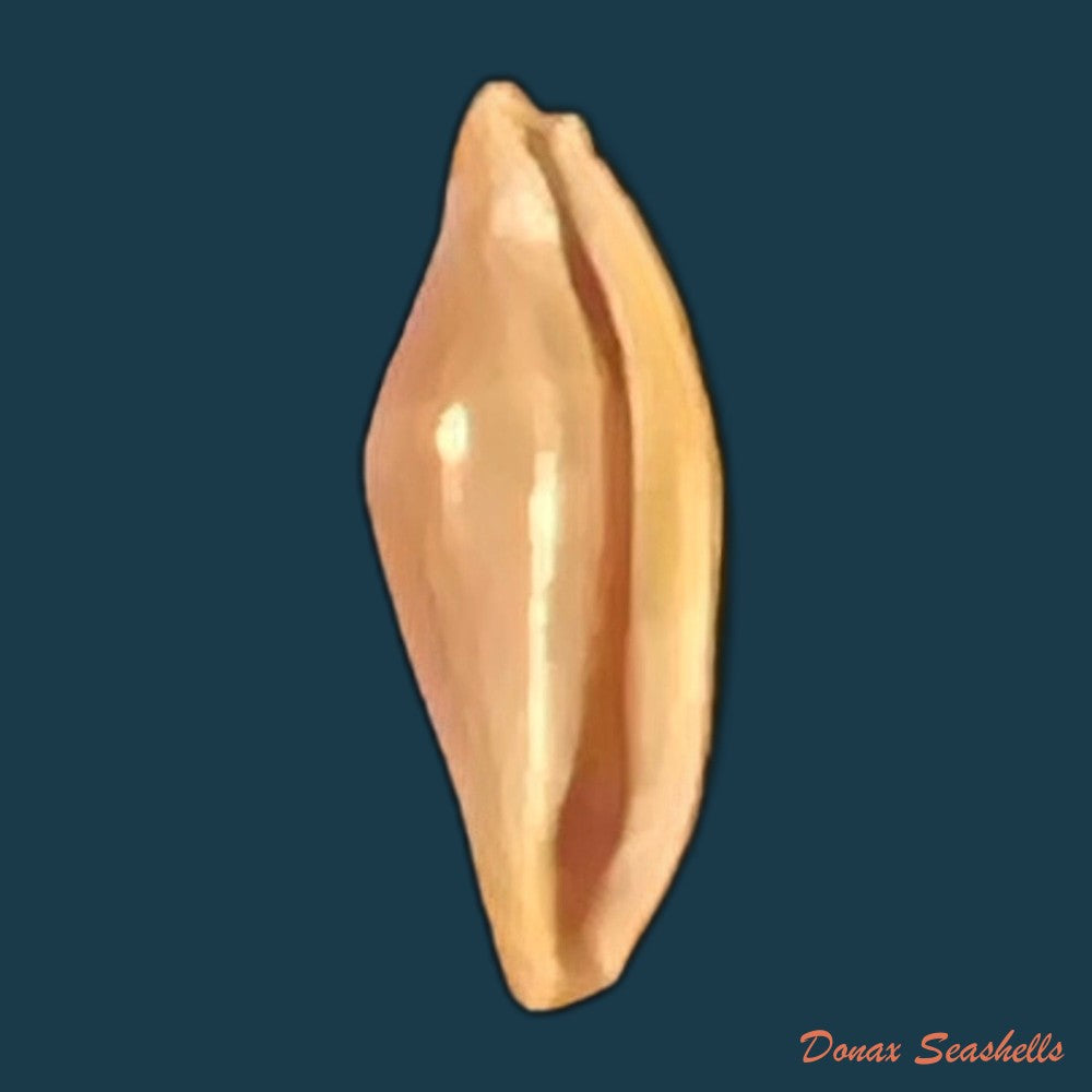 copia-de-cuspivolva-cuspis-c-n-cate-1973-9-6mm