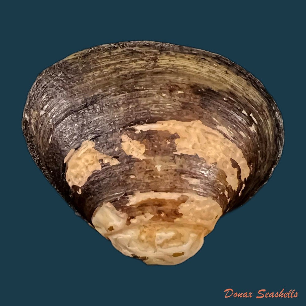 copia-de-cyanocyclas-plascens-hanley-1844-36-5mm