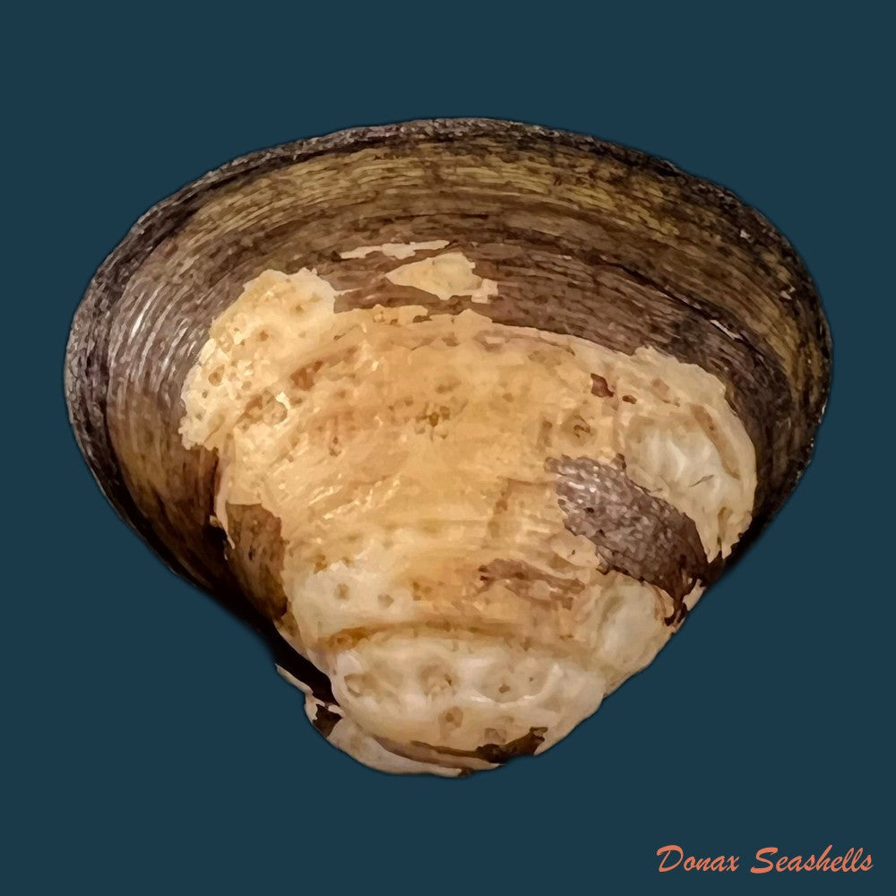 copia-de-cyanocyclas-plascens-hanley-1844-36-5mm