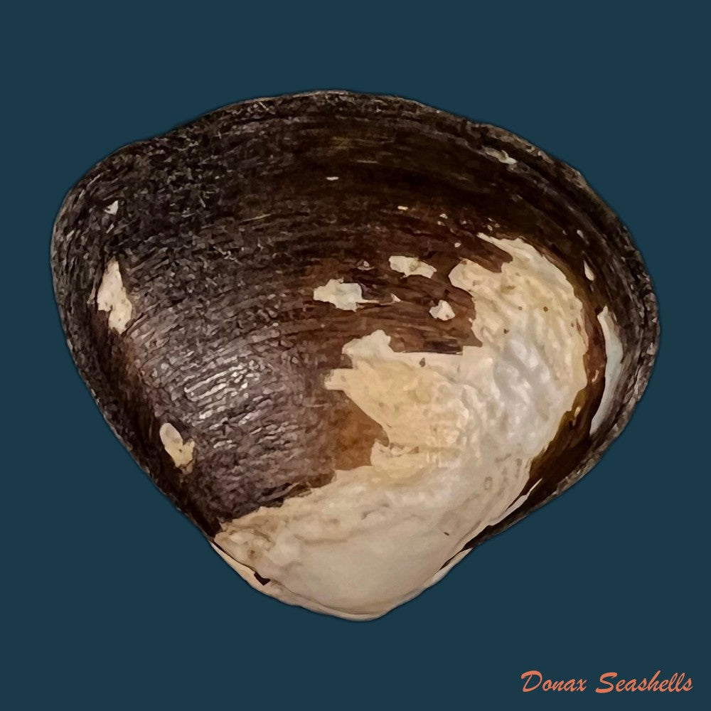 copia-de-cyanocyclas-plascens-hanley-1844-37-1mm