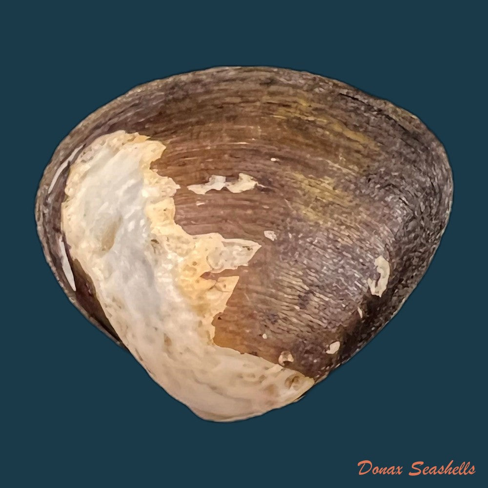 copia-de-cyanocyclas-plascens-hanley-1844-37-1mm