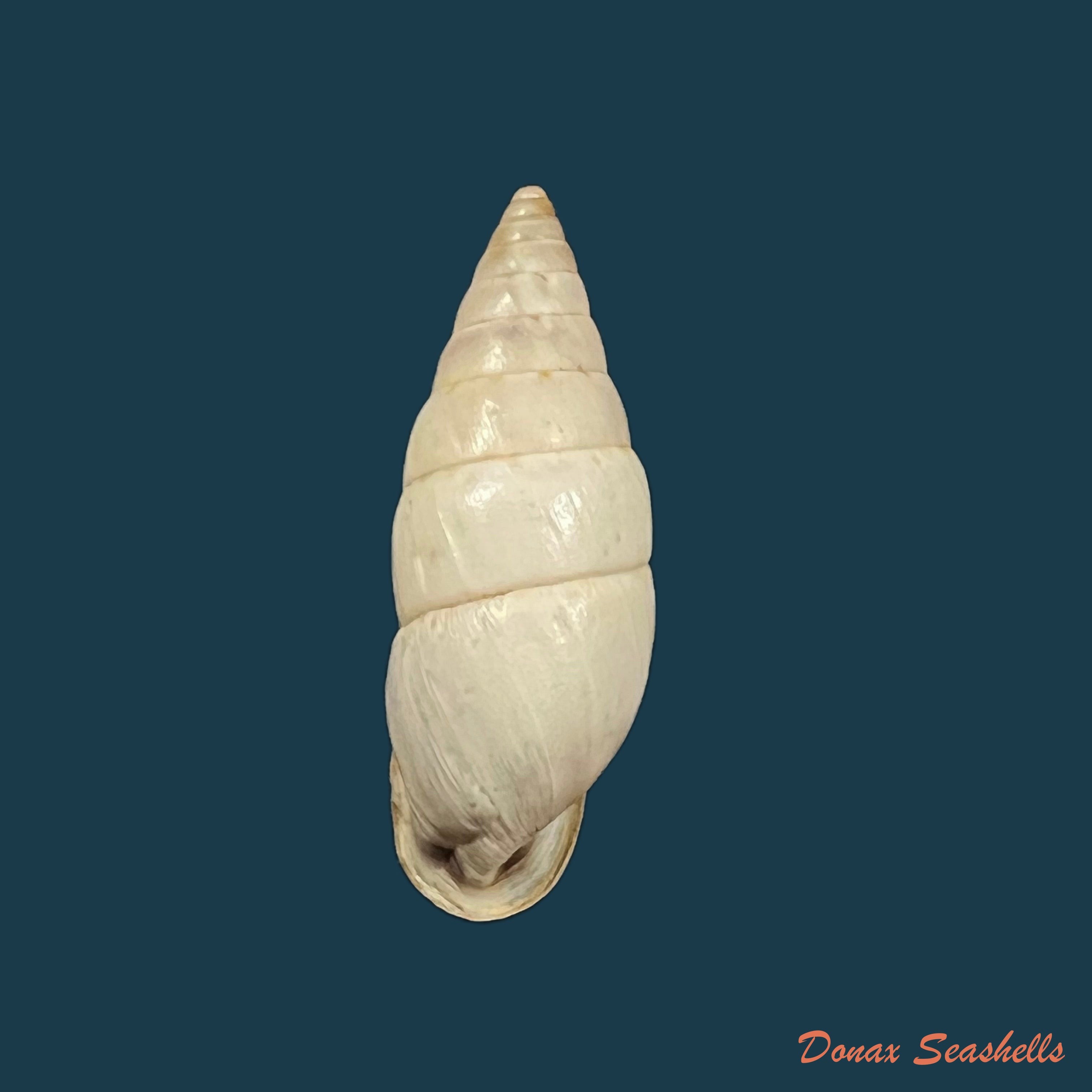 copia-de-cyclodontina-chaseae-marshall-1926-25-6mm