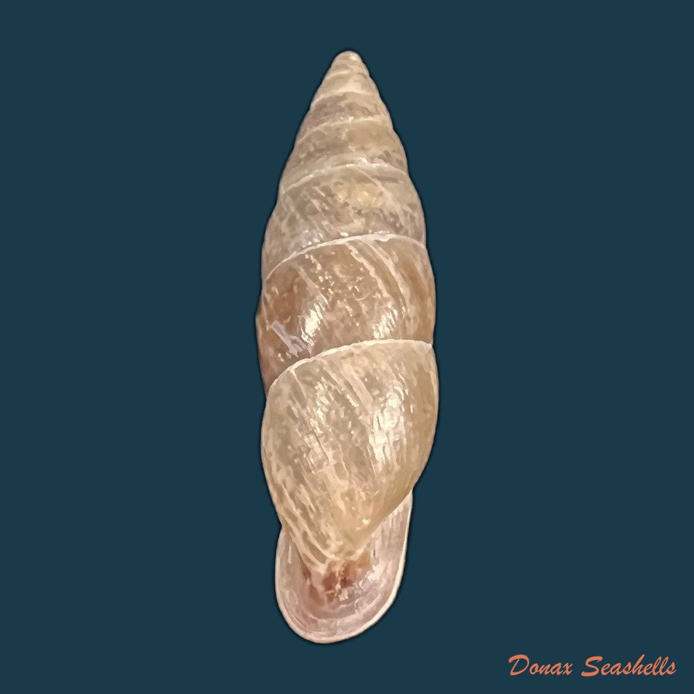 copia-de-cyclodontina-punctatissima-lesson-1830-25-5mm