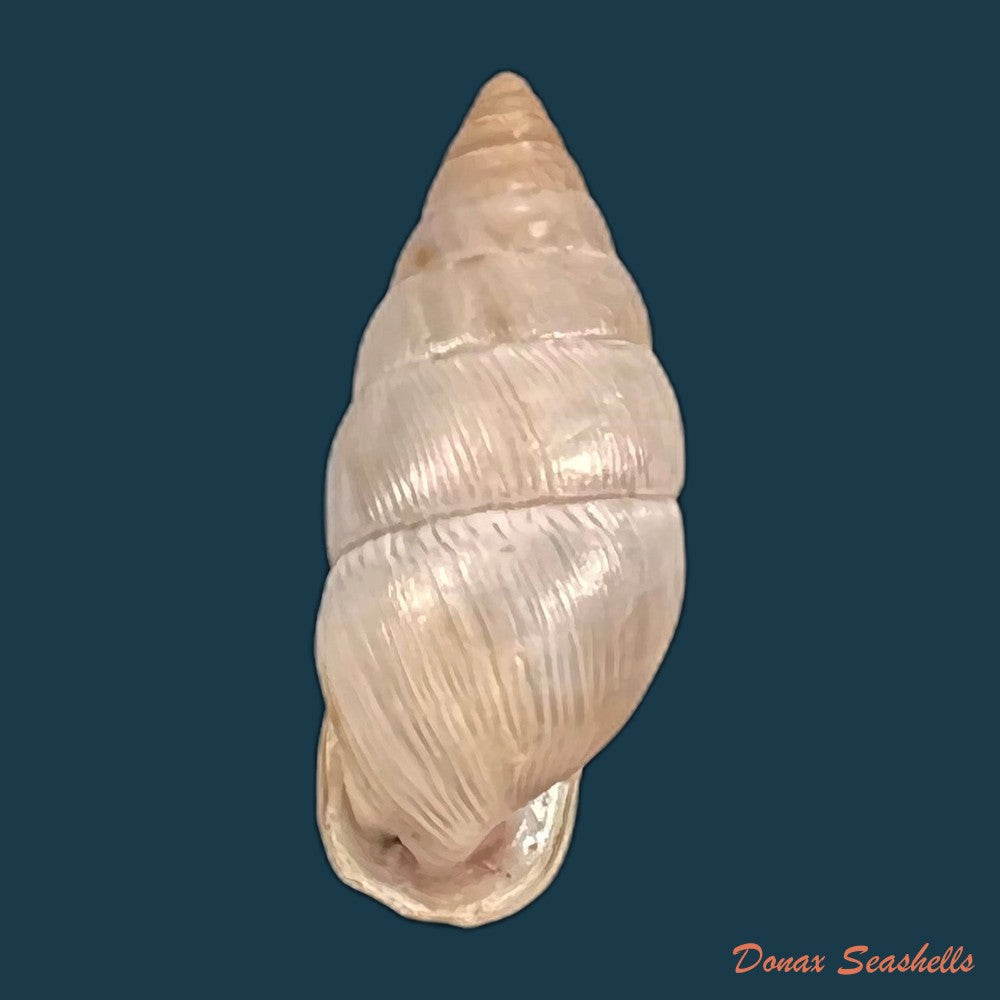 copia-de-cyclodontina-sectilabris-pfeiffer-1850-21-2mm