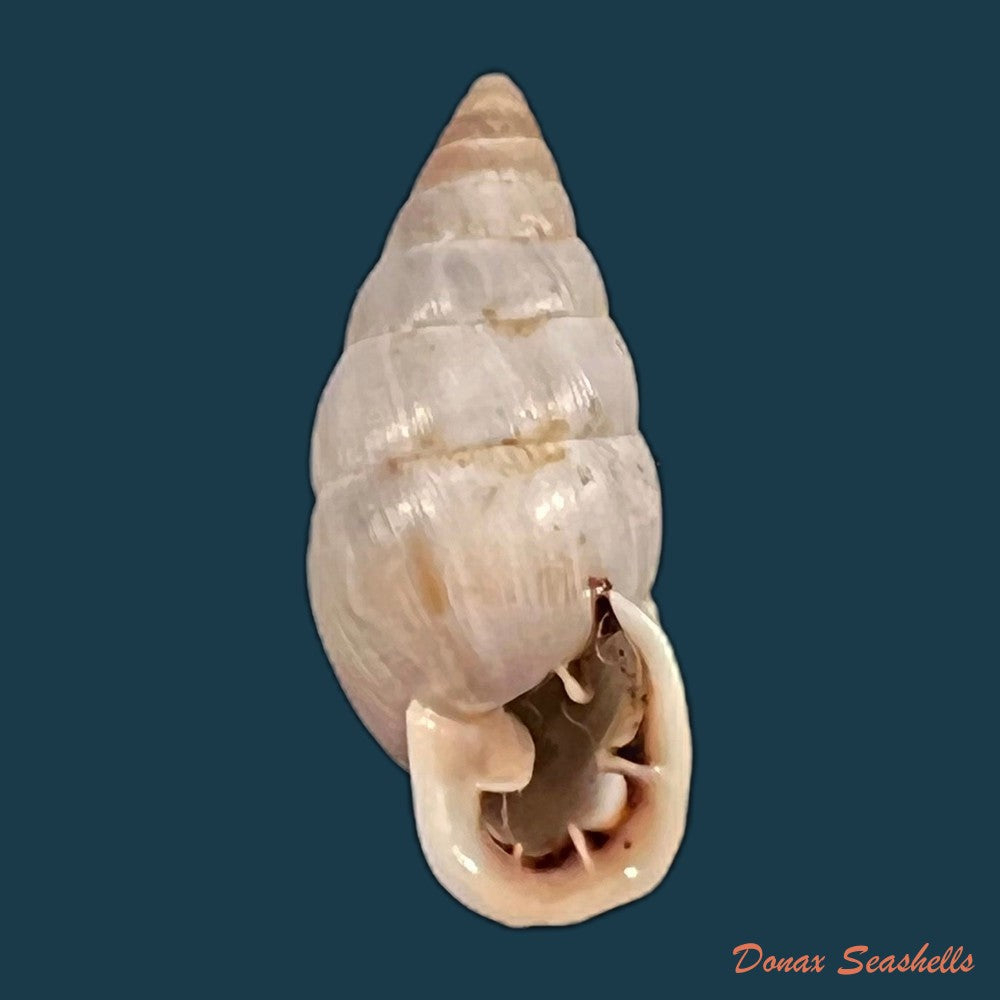 copia-de-cyclodontina-sectilabris-pfeiffer-1850-21-2mm