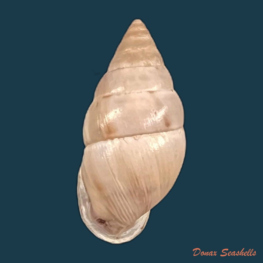 copia-de-cyclodontina-sectilabris-pfeiffer-1850-23mm