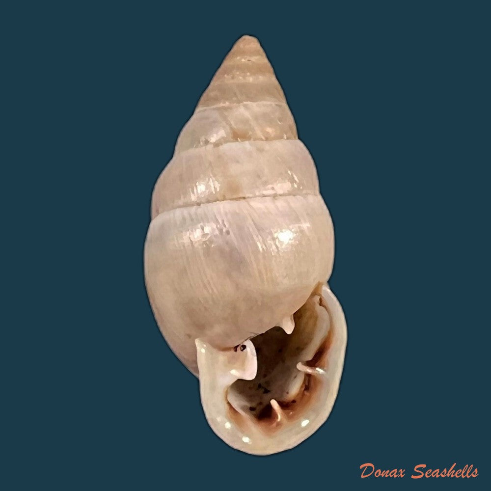 copia-de-cyclodontina-sectilabris-pfeiffer-1850-23mm
