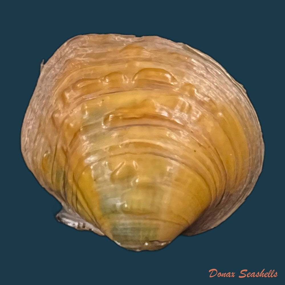 copia-de-cyclonaias-pustulosa-lea-1831-59-4mm