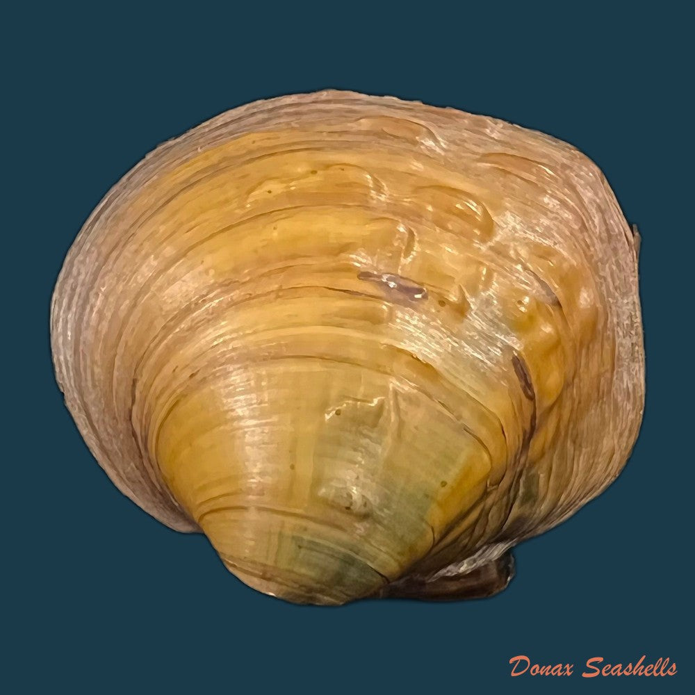 copia-de-cyclonaias-pustulosa-lea-1831-59-4mm