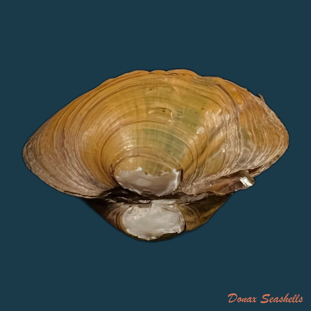 copia-de-cyclonaias-pustulosa-lea-1831-59-4mm