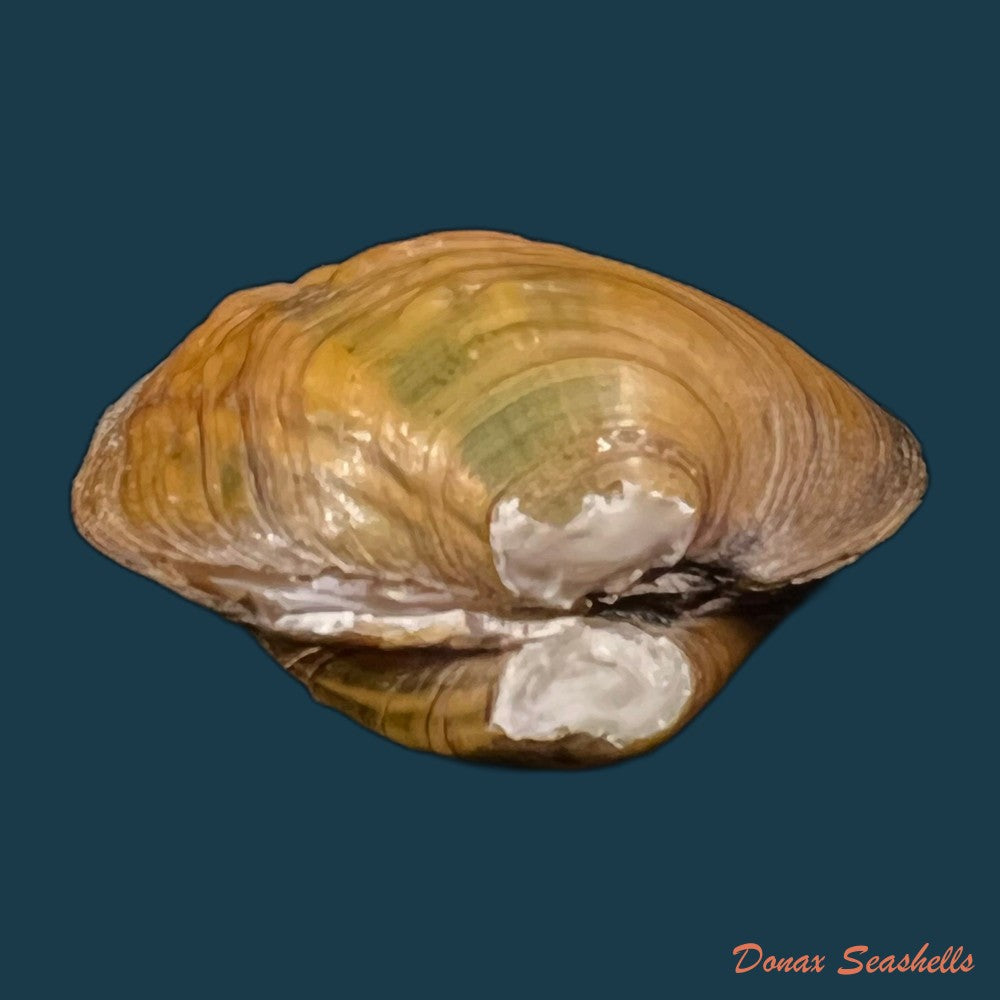 copia-de-cyclonaias-pustulosa-lea-1831-59-4mm