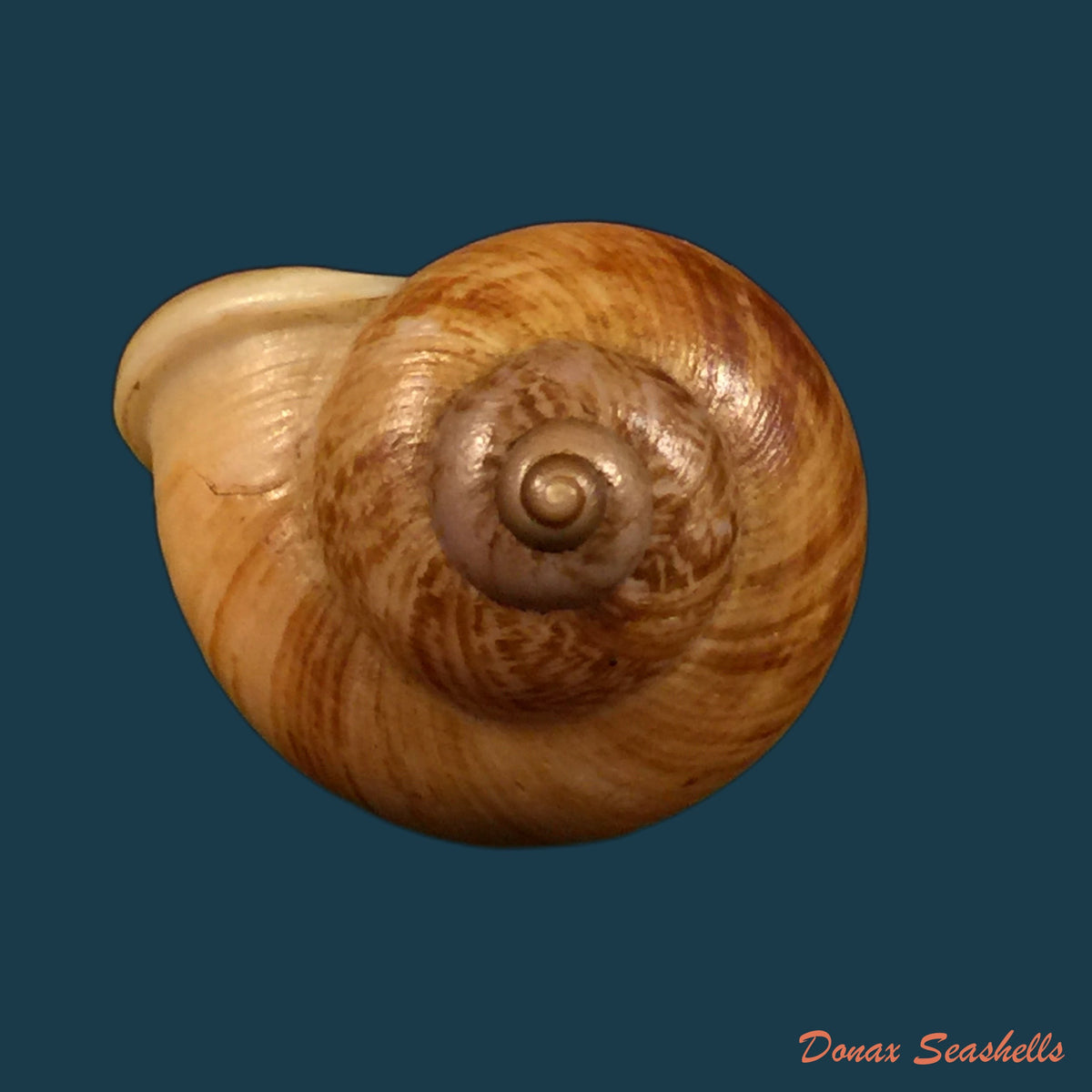 copia-de-cyclophorus-volvulus-o-f-muller-1774-37-7mm
