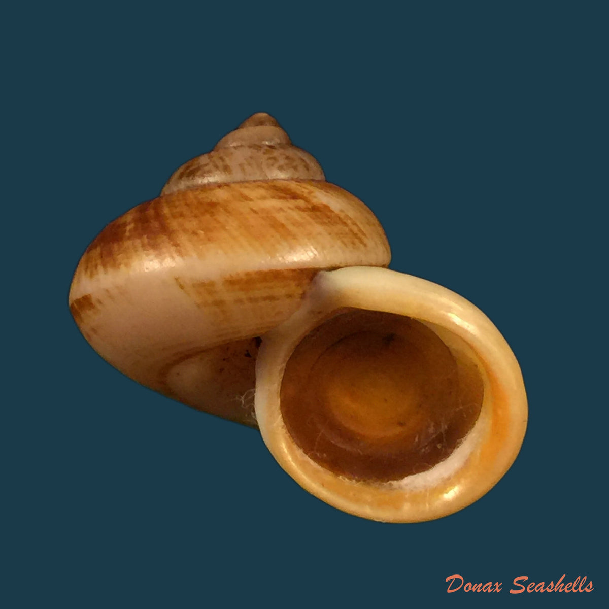 copia-de-cyclophorus-volvulus-o-f-muller-1774-37-7mm