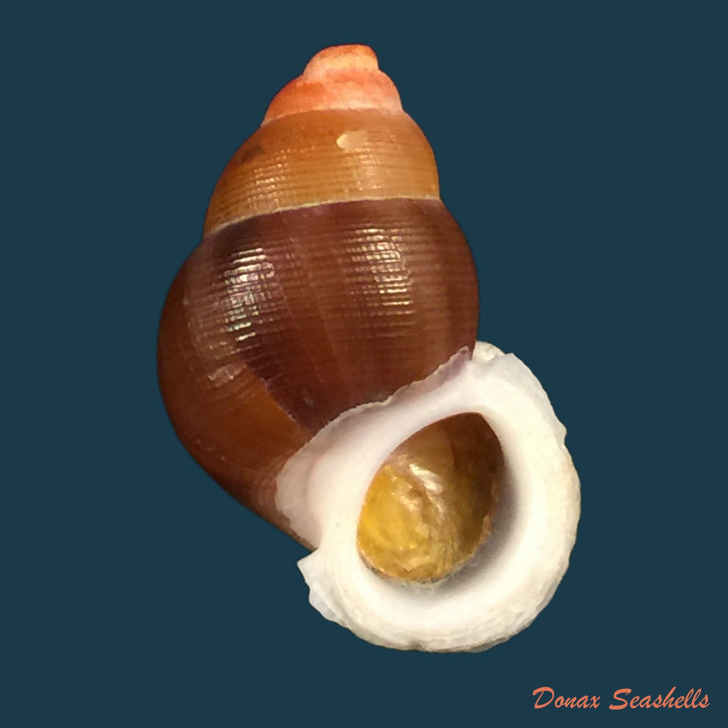copia-de-cyclostoma-mauretanucum-pallary-1928