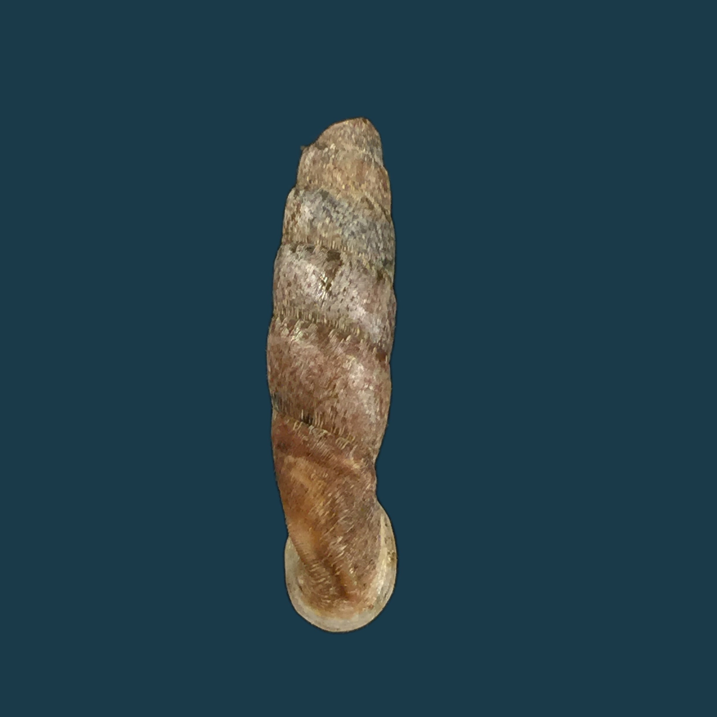 Cylindronenia cicatricosa leimebambensis Nordsieck, 1999 - 21,8毫米