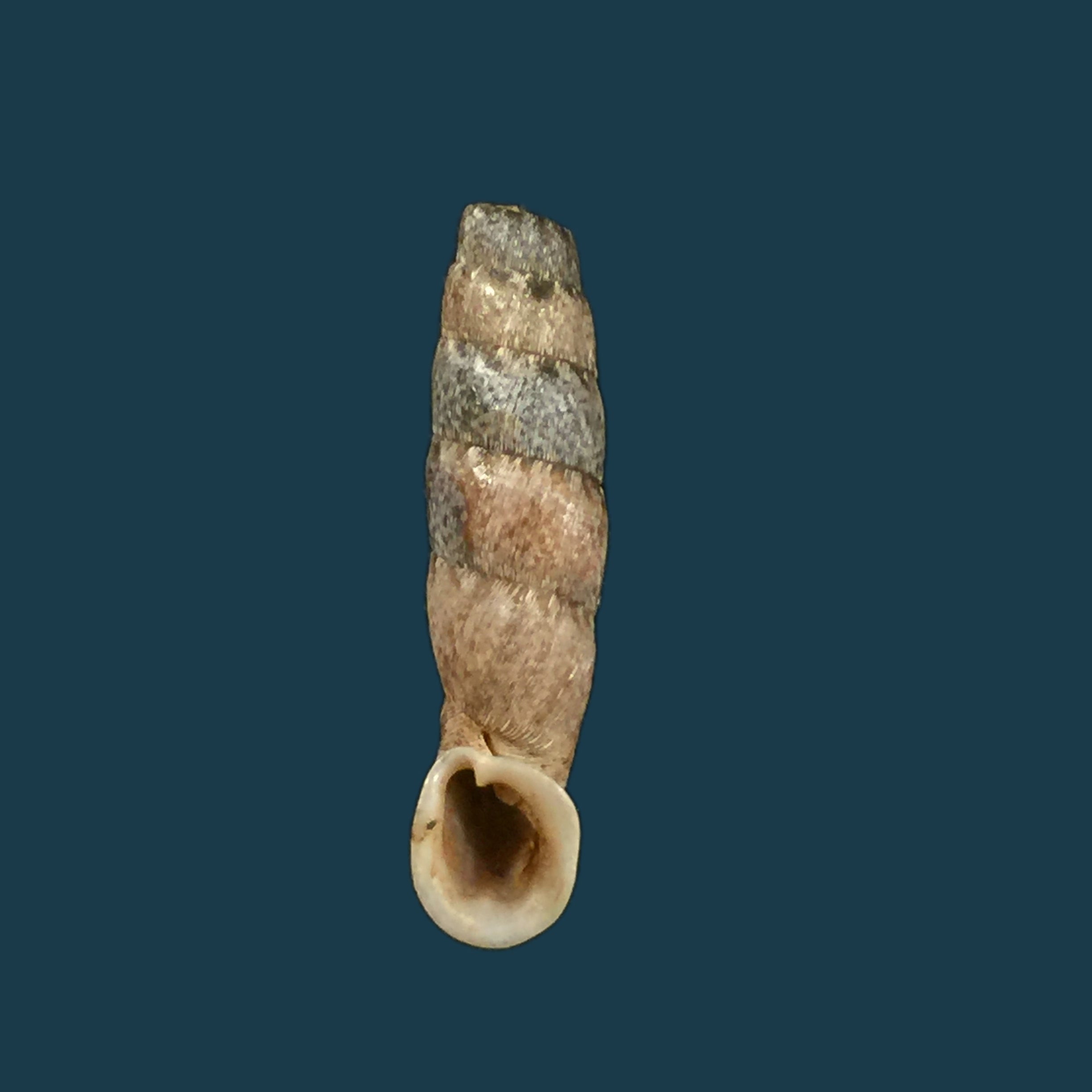 Cylindronenia cicatricosa leimebambensis Nordsieck, 1999 - 21,8毫米