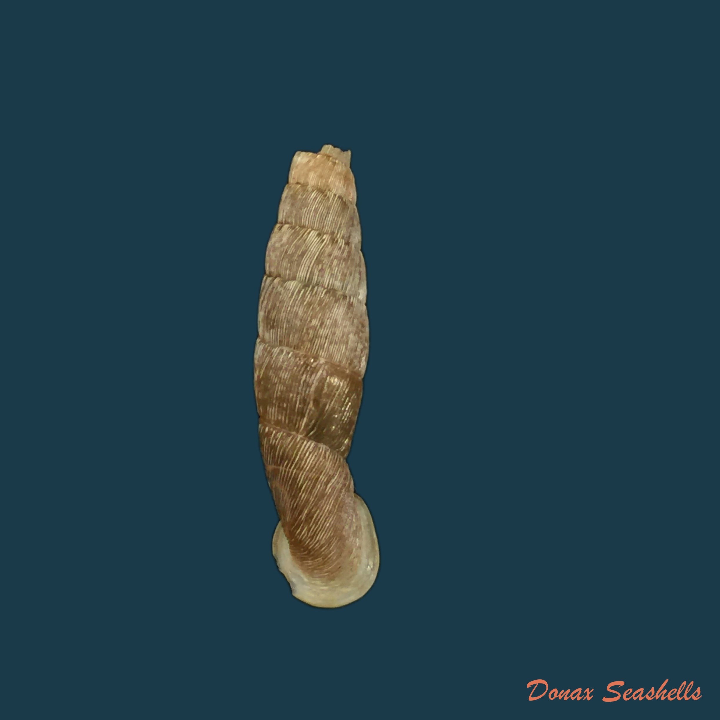 copia-de-cylindronenia-canescens-polinski-1921-24-5mm-1