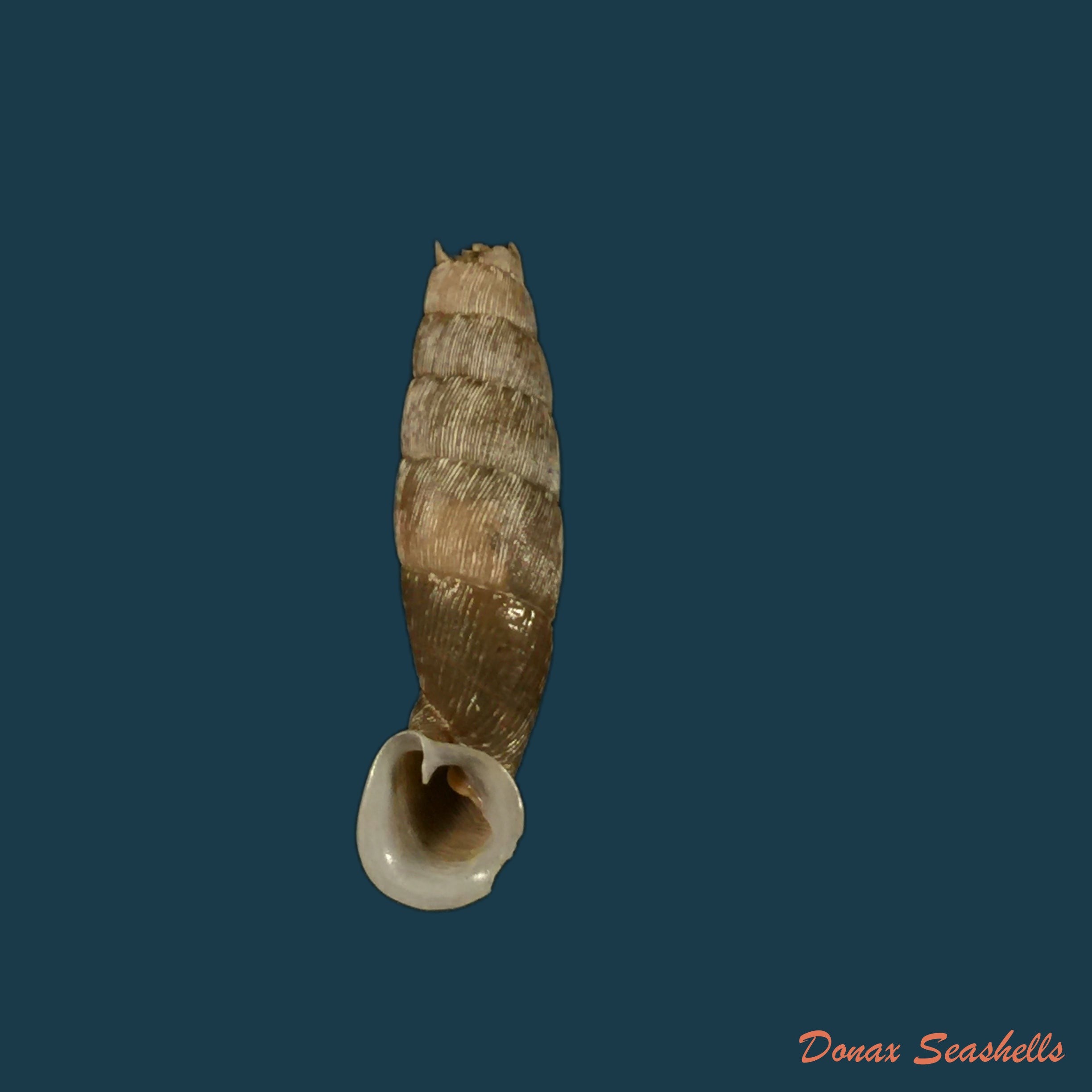 copia-de-cylindronenia-canescens-polinski-1921-24-5mm-1