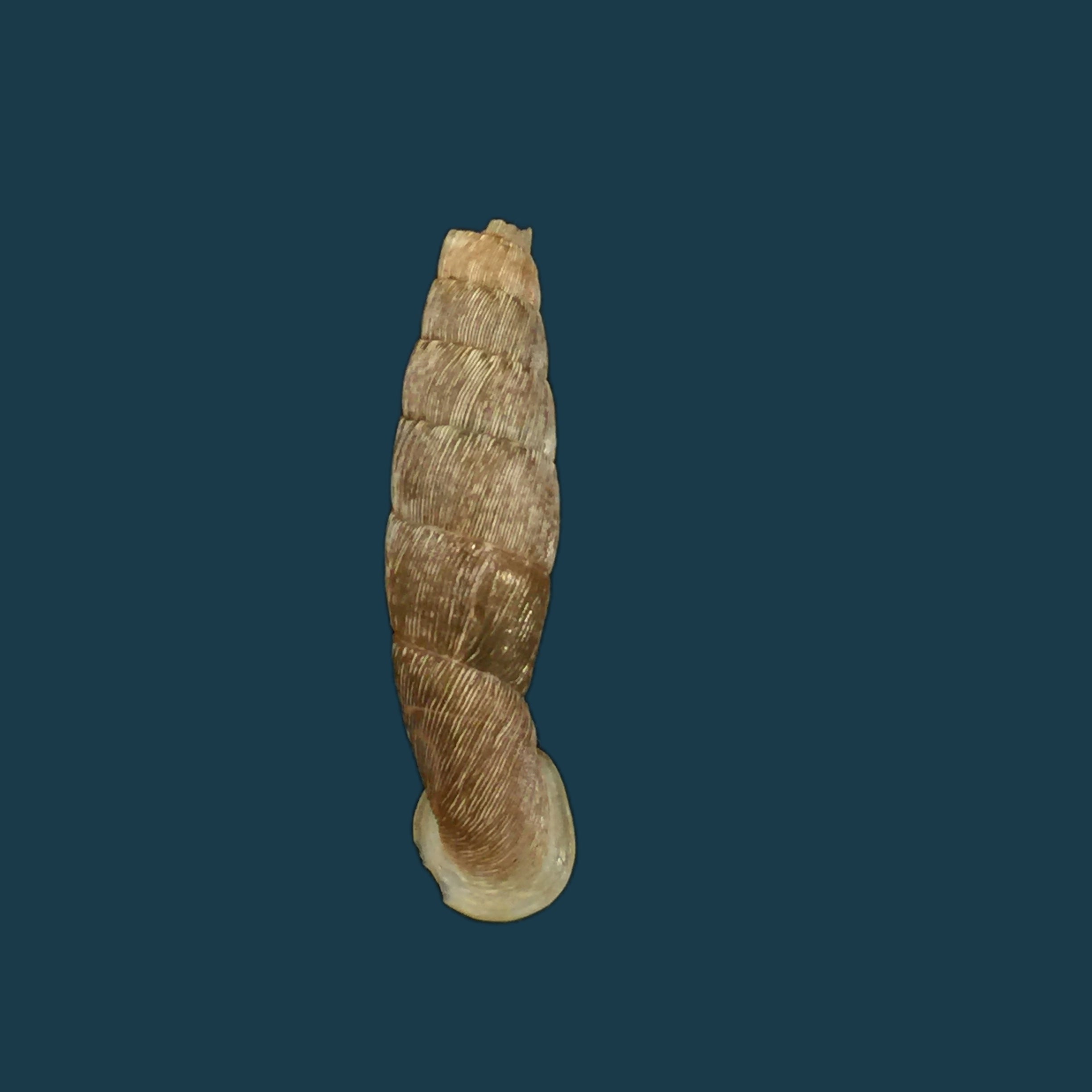 Cylindronenia canescens (Polinski, 1921) - 23,1mm