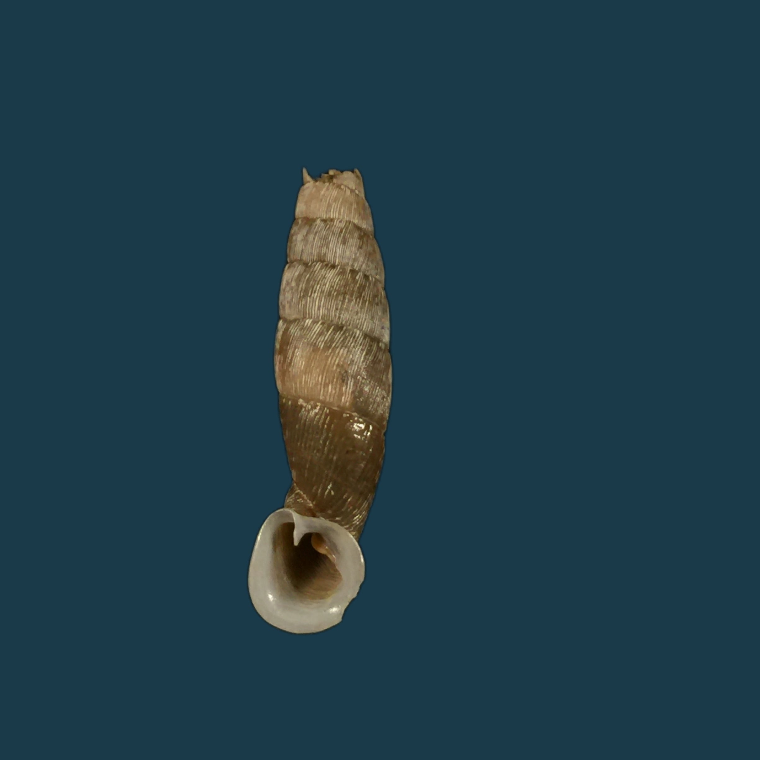 Cylindronenia canescens (Polinski, 1921) - 23,1mm
