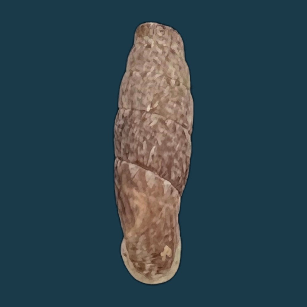 copia-de-cylindronenia-cumulloana-pilsbry-1949-12-1mm