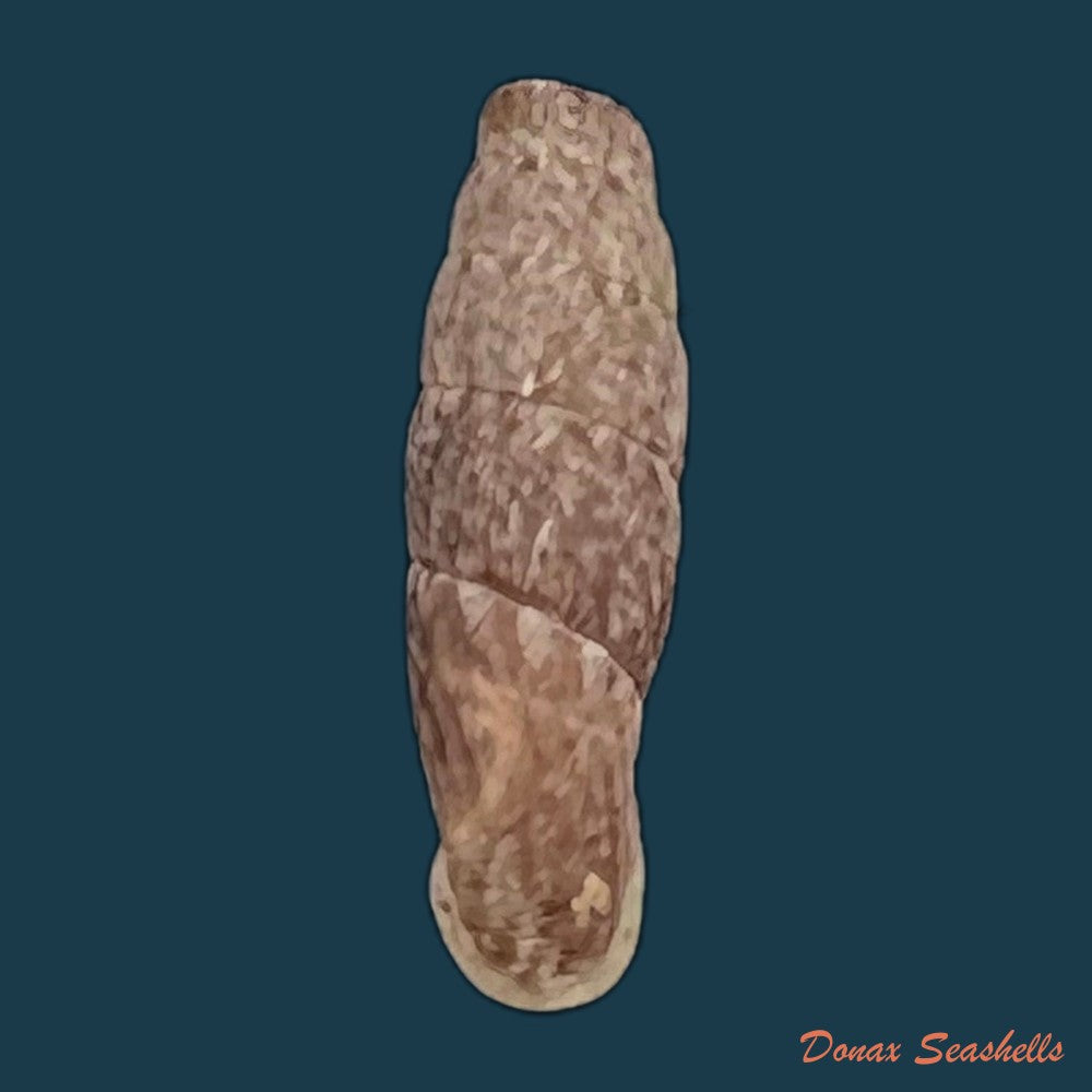 copia-de-cylindronenia-cumulloana-pilsbry-1949-12-1mm