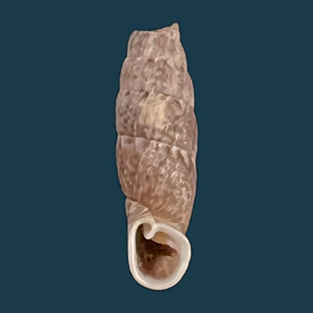 copia-de-cylindronenia-cumulloana-pilsbry-1949-12-1mm