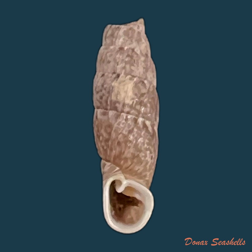 copia-de-cylindronenia-cumulloana-pilsbry-1949-12-1mm