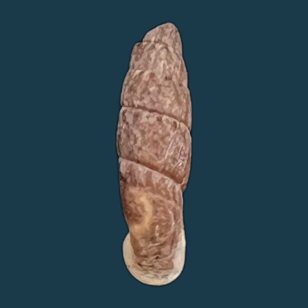 copia-de-cylindronenia-cumulloana-pilsbry-1949-13-7mm-2