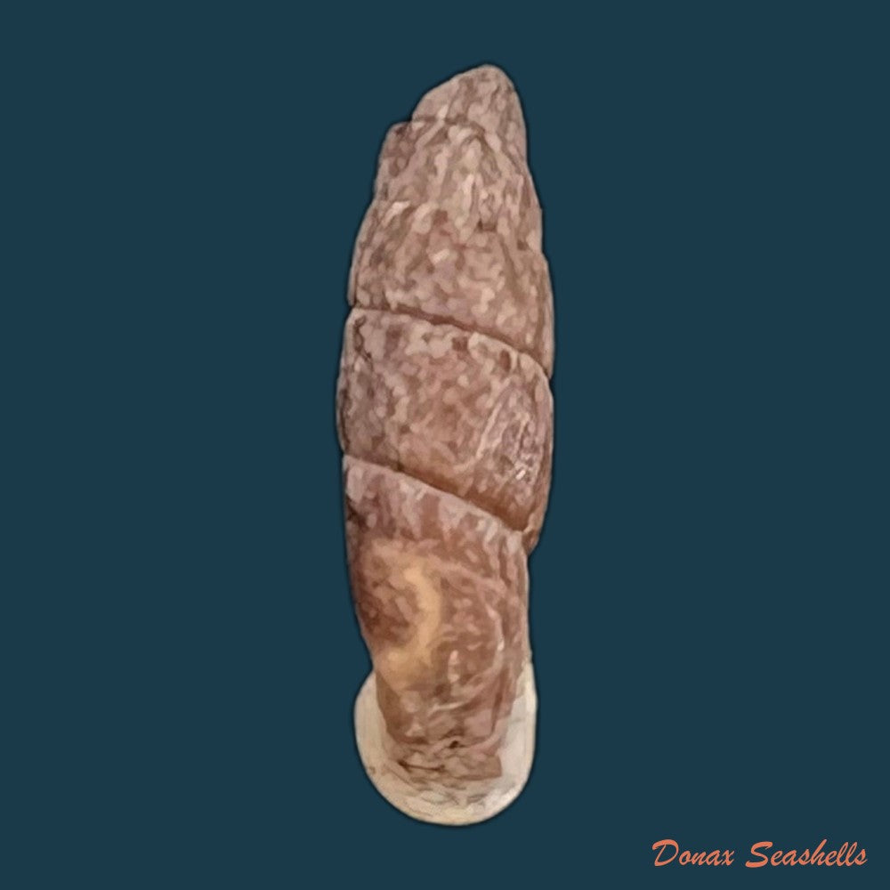 copia-de-cylindronenia-cumulloana-pilsbry-1949-13-7mm-2
