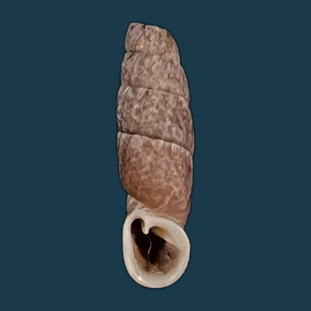 copia-de-cylindronenia-cumulloana-pilsbry-1949-13-7mm-2