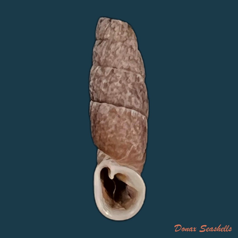 copia-de-cylindronenia-cumulloana-pilsbry-1949-13-7mm-2