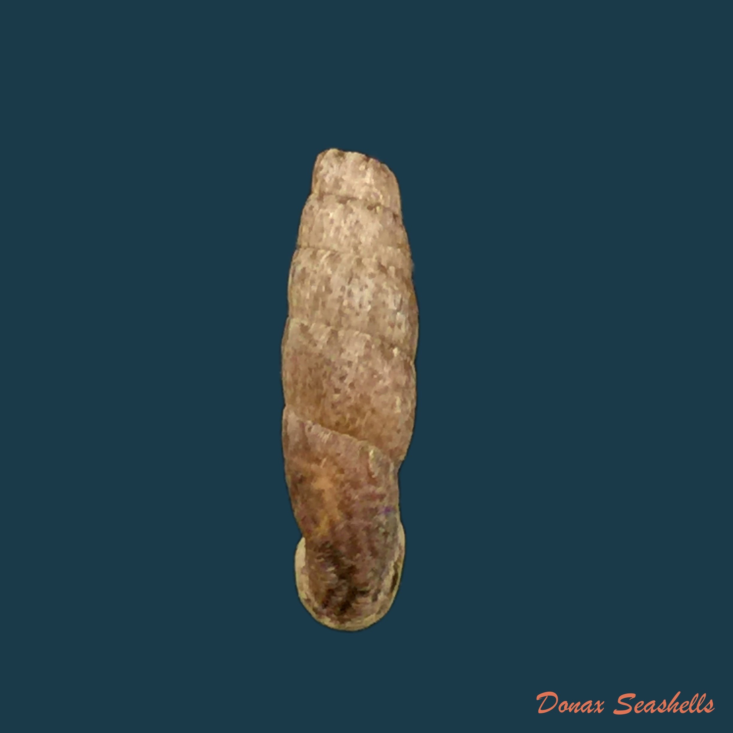 copia-de-cylindronenia-cumulloana-pilsbry-1949-14-5mm