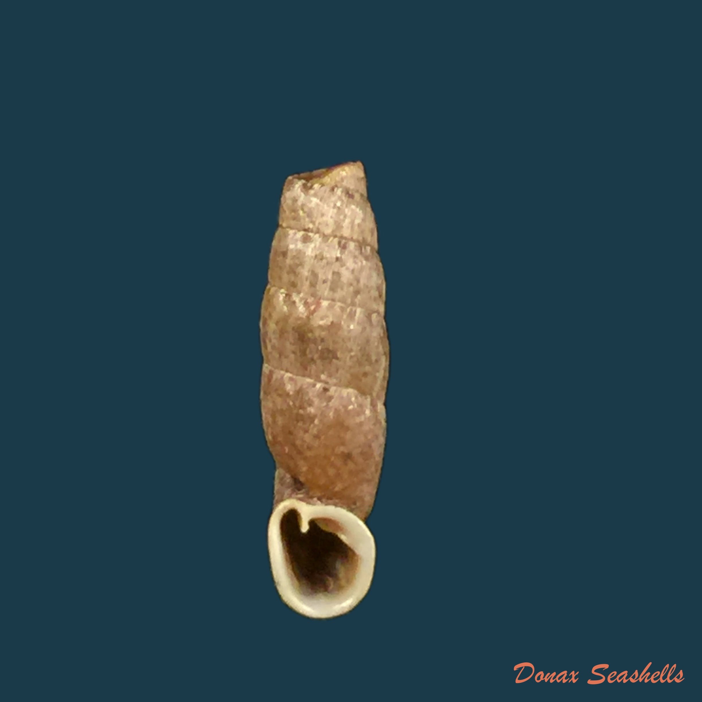 copia-de-cylindronenia-cumulloana-pilsbry-1949-14-5mm