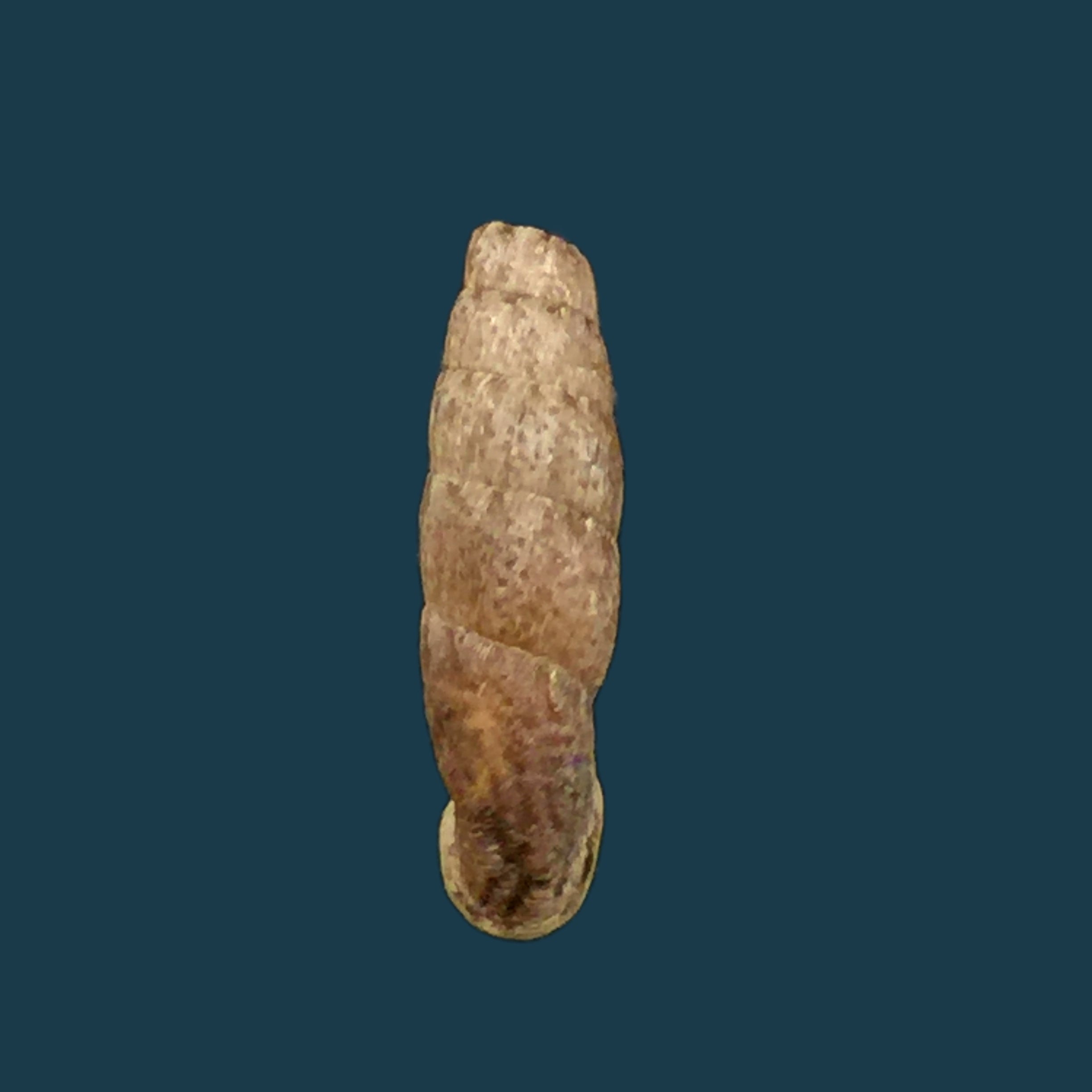 Cylindronenia cumulloana (Pilsbry, 1949) - 13,7mm