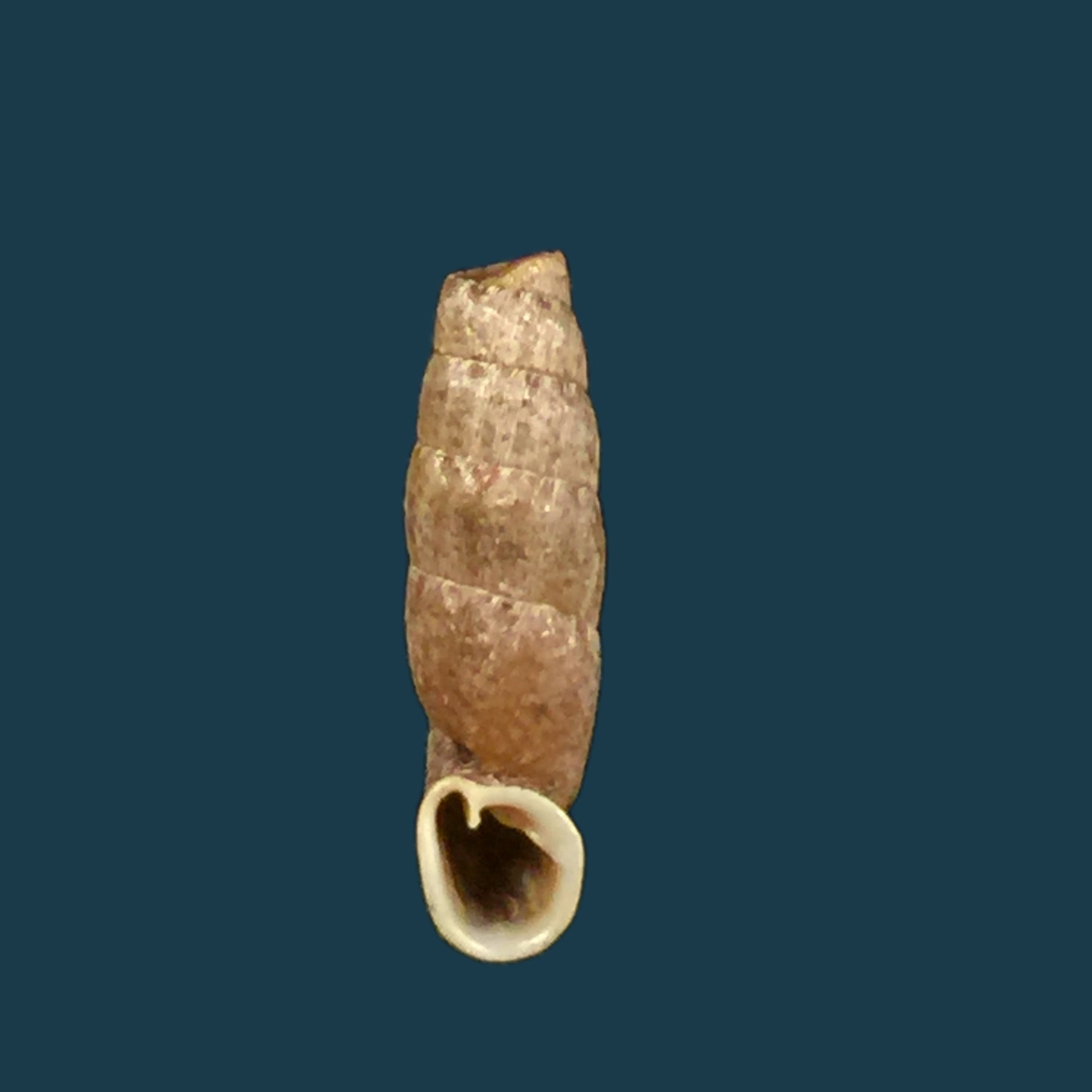 Cylindronenia cumulloana (Pilsbry, 1949) - 13,7mm