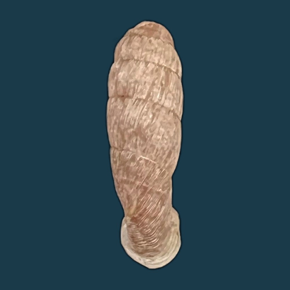copia-de-cylindronenia-pangamitoensis-pangoensis-nordsieck-2005-18-5mm