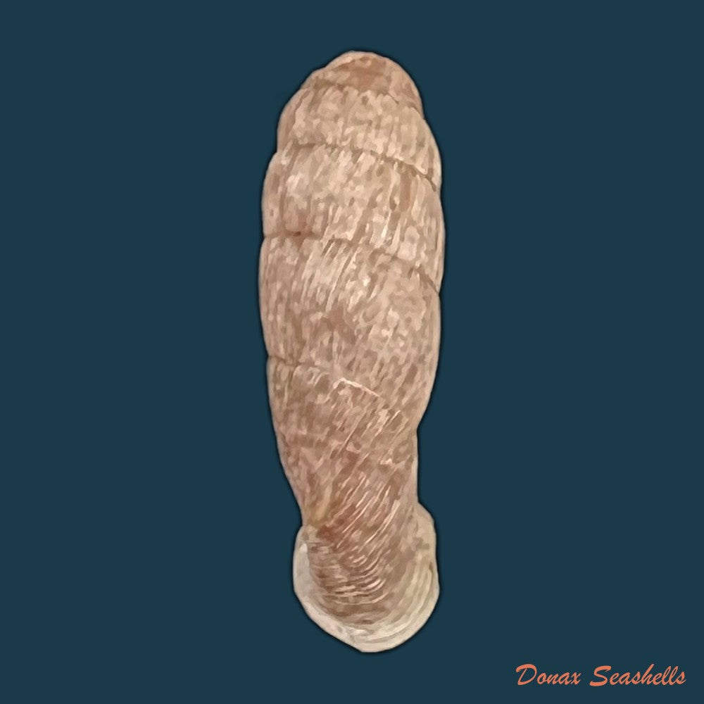 copia-de-cylindronenia-pangamitoensis-pangoensis-nordsieck-2005-18-5mm
