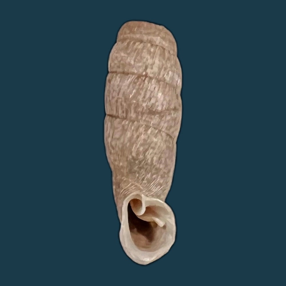 copia-de-cylindronenia-pangamitoensis-pangoensis-nordsieck-2005-18-5mm