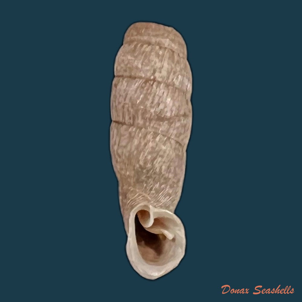 copia-de-cylindronenia-pangamitoensis-pangoensis-nordsieck-2005-18-5mm