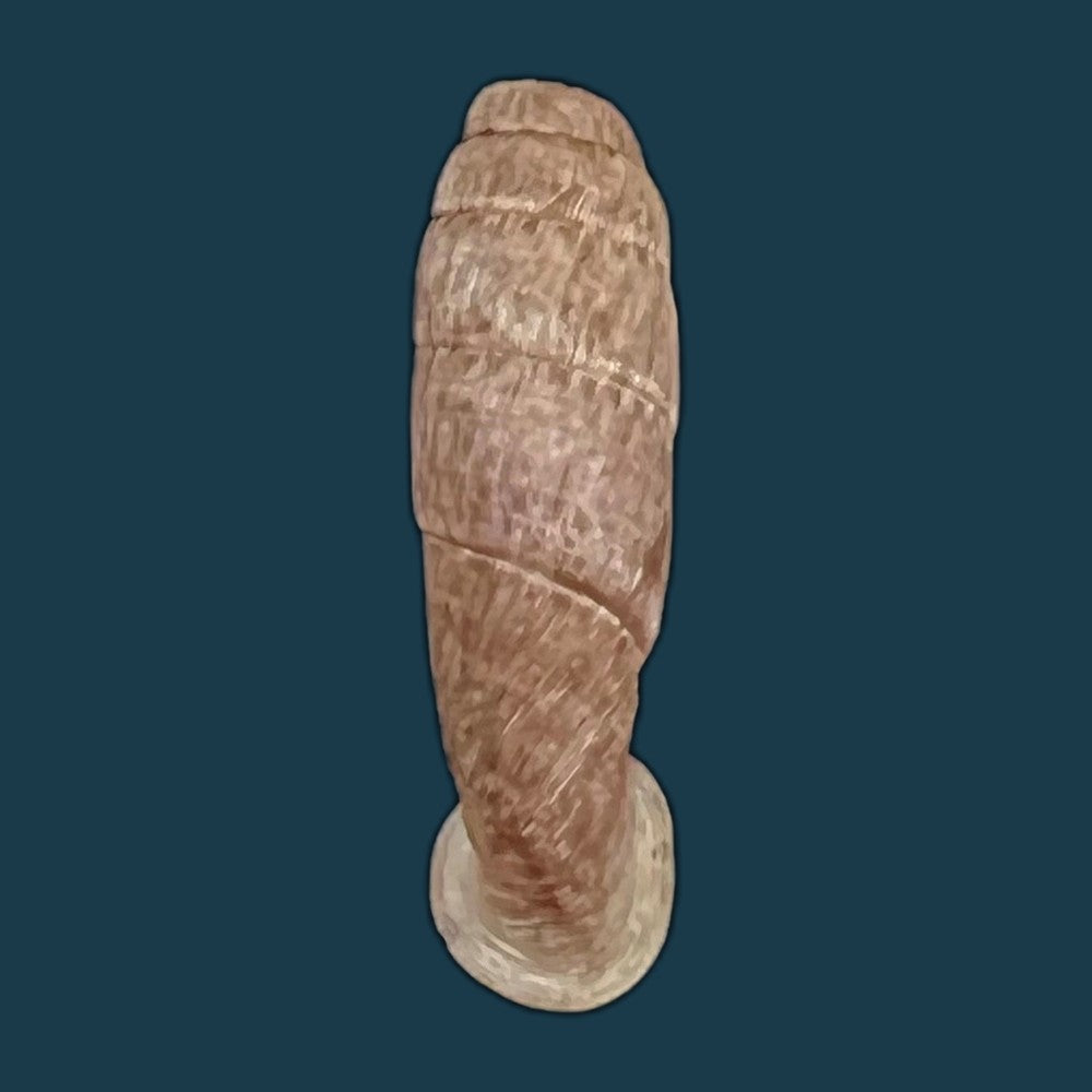 copia-de-cylindronenia-pangamitoensis-pangoensis-nordsieck-2005-18-6mm