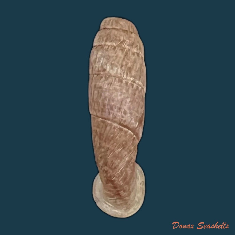 copia-de-cylindronenia-pangamitoensis-pangoensis-nordsieck-2005-18-6mm