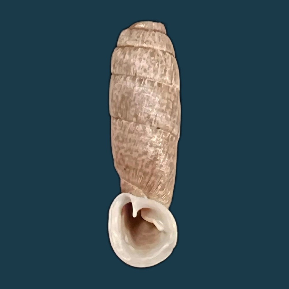 copia-de-cylindronenia-pangamitoensis-pangoensis-nordsieck-2005-18-6mm
