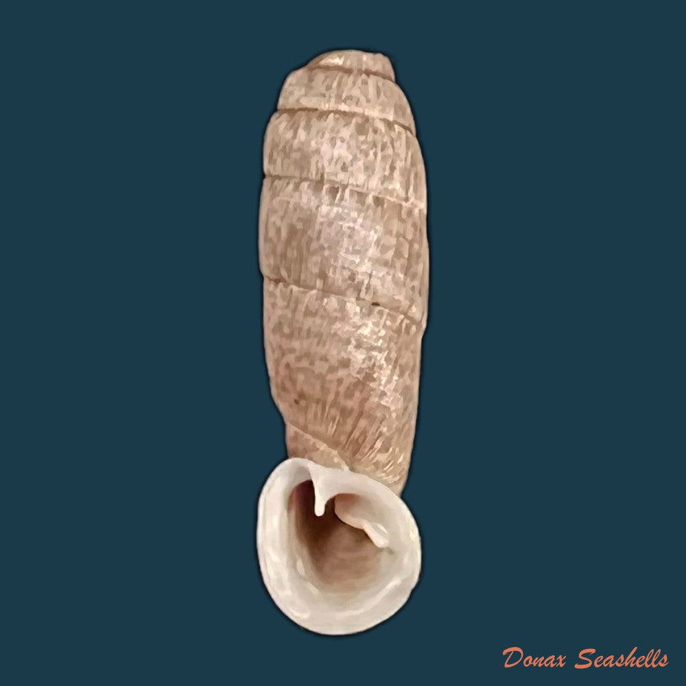 copia-de-cylindronenia-pangamitoensis-pangoensis-nordsieck-2005-18-6mm