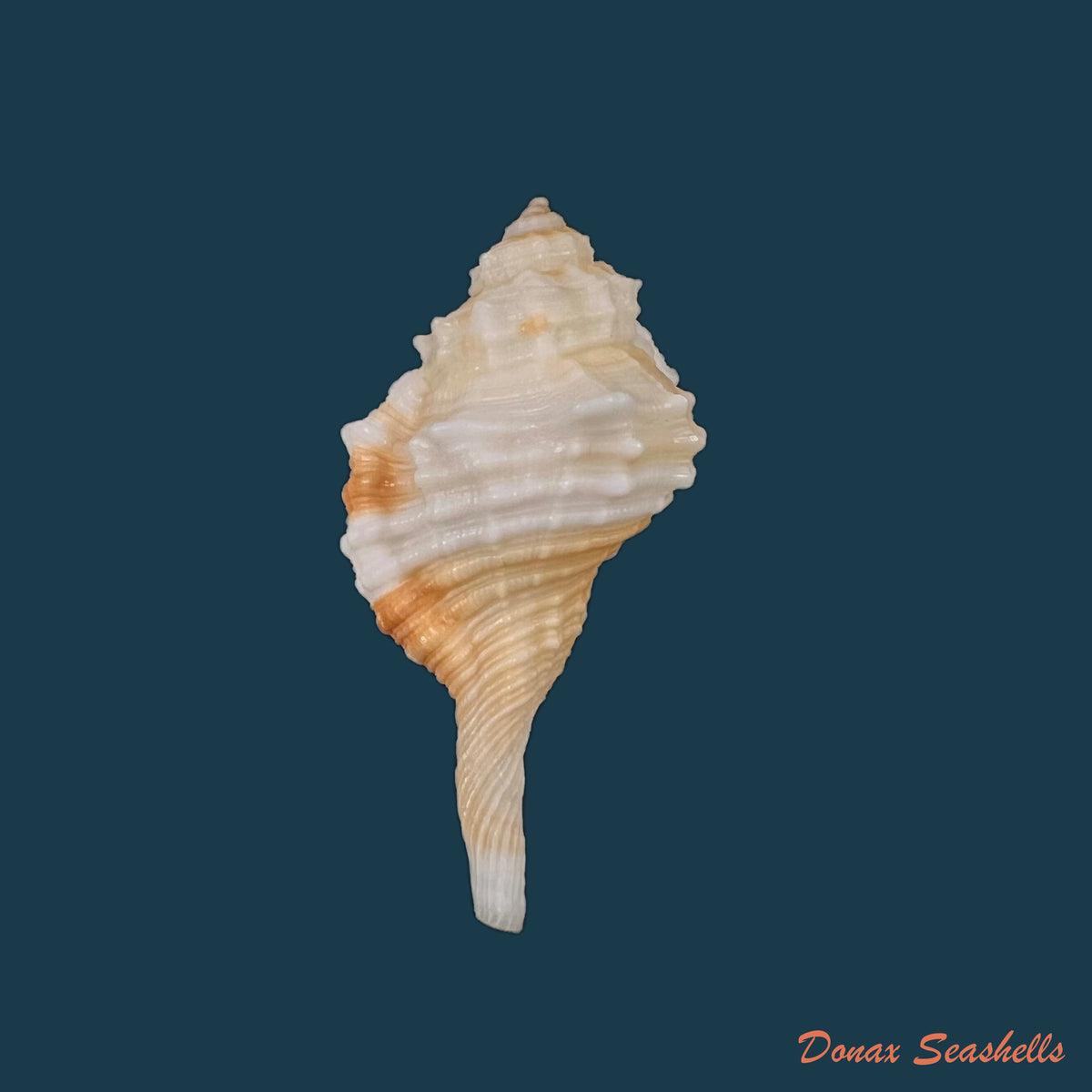 copia-de-cymatium-aegrotum-reeve-1844-49-2mm