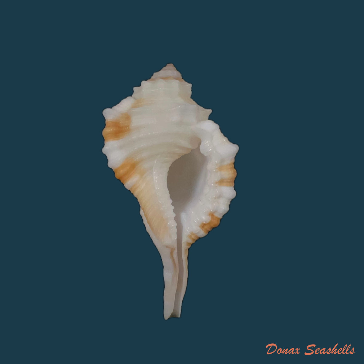 copia-de-cymatium-aegrotum-reeve-1844-49-2mm