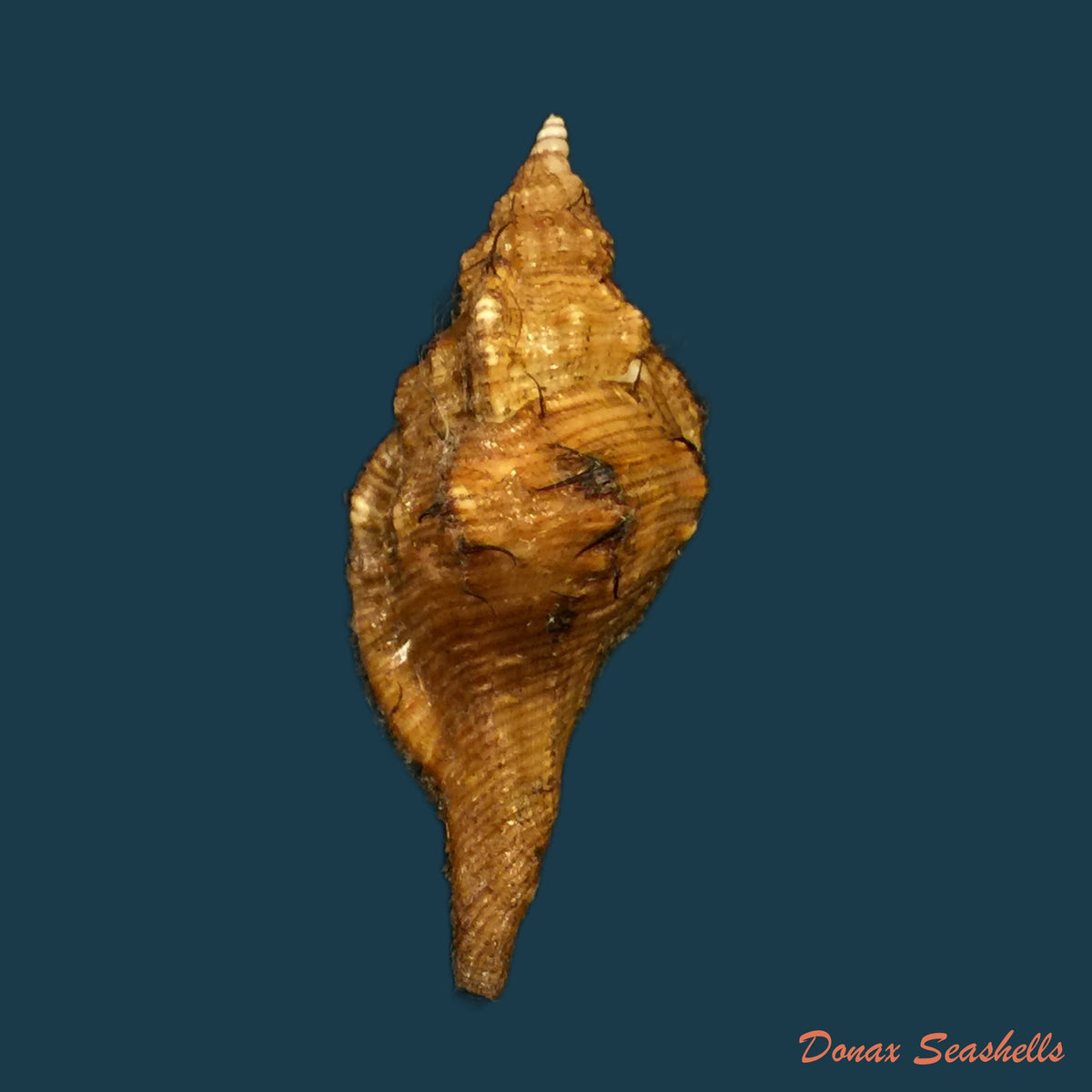 copia-de-cymatium-femorale-linnaeus-1758-91-5mm